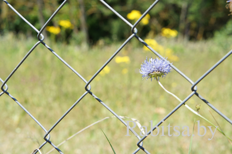 сетка рабица купить в минске