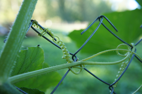 сетка рабица купить в минске