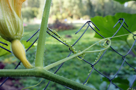 сетка рабица купить в минске